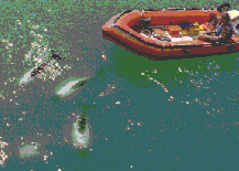 Toninasb.gif (8639 bytes)