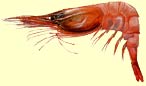 Shrimp