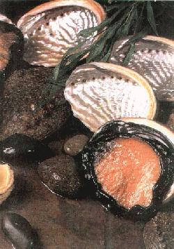 Abalone picture